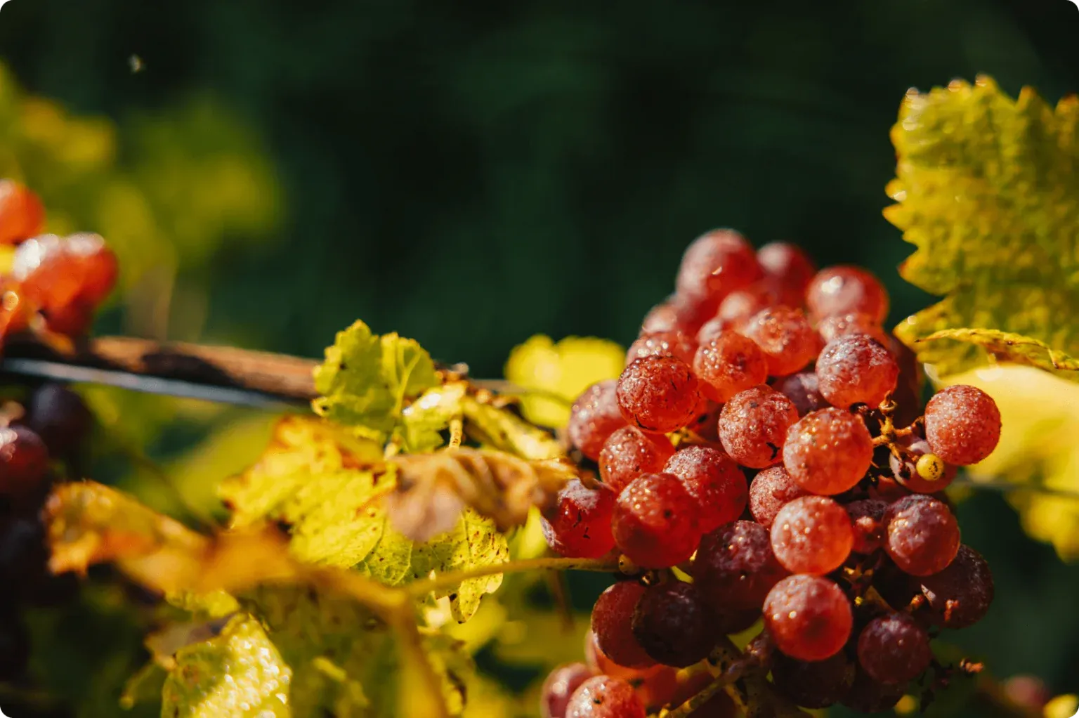 AVOS Wines - 1