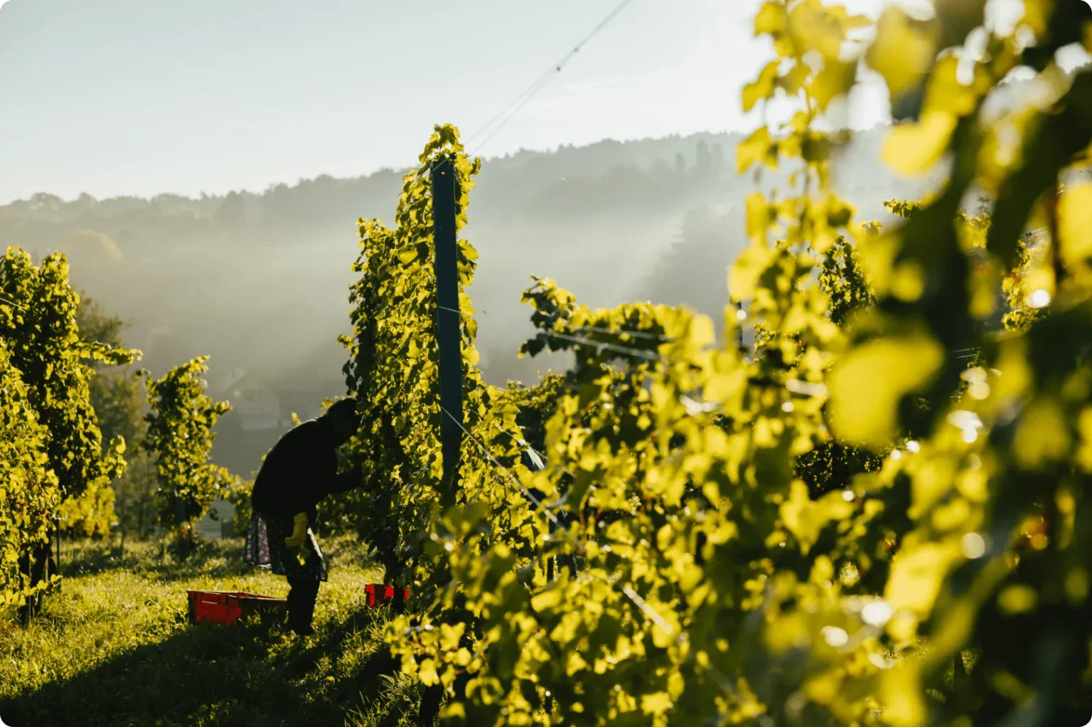 AVOS Wines - 2